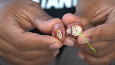 warna hijau dipenges indotimnet