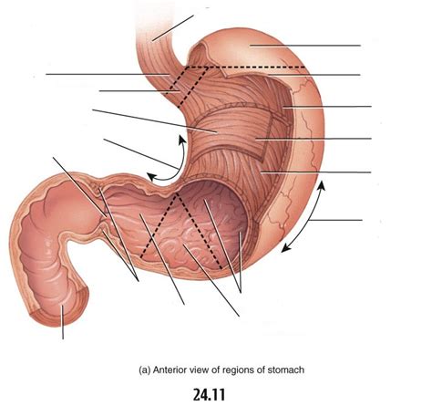 Stomach Diagram Diagram | Quizlet