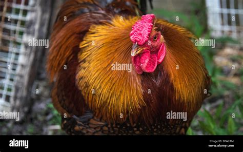 Rhode Island Red big Cock rooster chicken with flamboyant tones of red ...