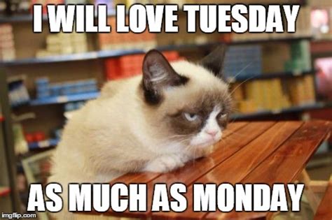 Grumpy Cat Tuesday Meme
