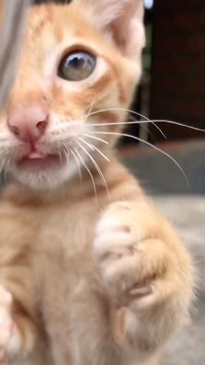Adorable red kitten - YouTube
