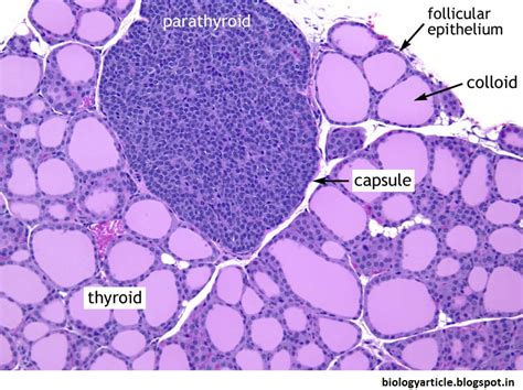 BIOLOGY WRITE-UP - BIOLOGY ARTICLES: THYROID GLAND: Location, anatomy ...