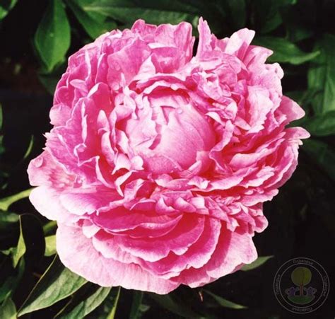 Пион Пол Баньян (Paeonia Paul Bunyan) купить в Москве по низкой цене из ...