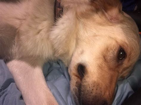 My dog he’s a golden retriever/ Great Pyrenees : r/redditoryt