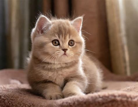 Premium Photo | Cute sitting baby munchkin cat