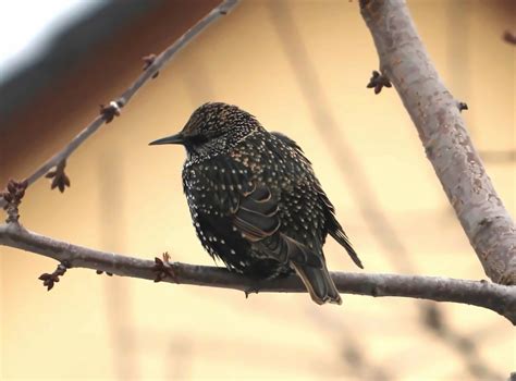Star - Sturnus vulgaris - European starling, Germany | Flickr