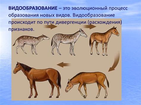 Главные направления эволюции - презентация онлайн