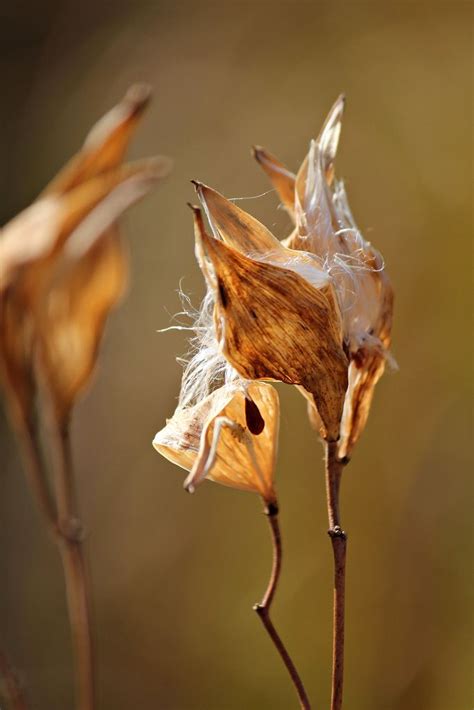 Autumn's Last Sentry | Seed pods, Flower seeds, Seeds