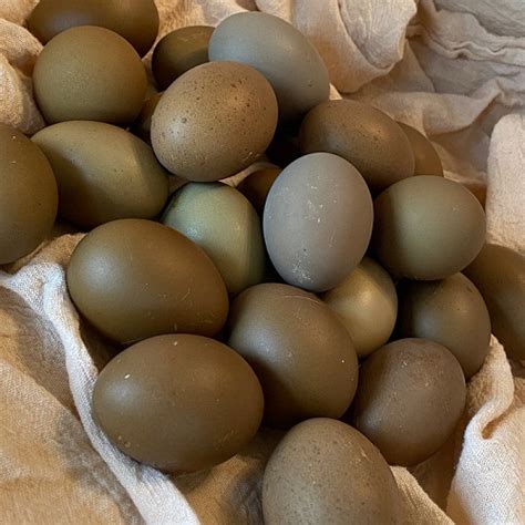 Olive Egger Hatching Eggs – Game Fowl Supply Ltd