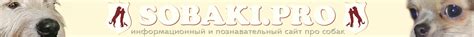 SOBAKI.PRO - информационный и познавательный сайт про собак