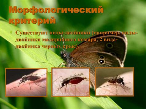 Вид. Критерии вида - презентация онлайн