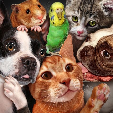 Best Friends Pets Complete Care at Anita Woodfin blog
