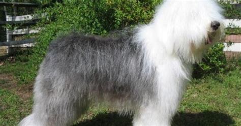 About Dog Old English Sheepdog: How Well Is Your Old English Sheepdog ...