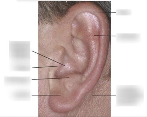 Ear Diagram 3 Diagram | Quizlet