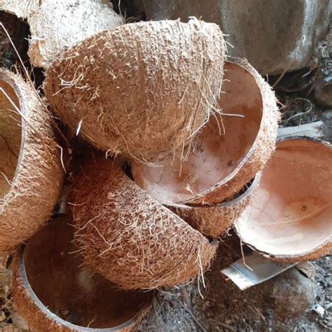 Jual Tempurung Batok Kelapa/Batok Kelapa Bahan Kerajinan | Shopee Indonesia