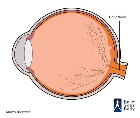 optic nerve function astonishingceiyrs