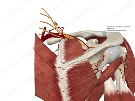 superior transverse scapular ligament complete anatomy