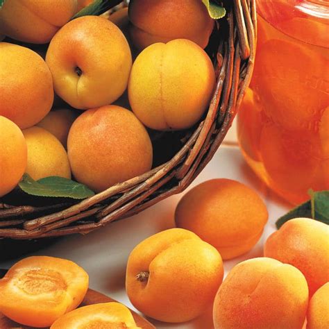 Gurney's Manchurian Bush Apricot (Prunus) Live Bareroot Fruiting Tree ...