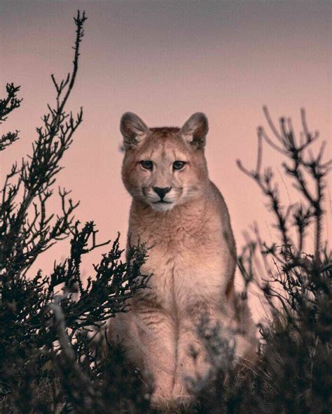 stunning wildlife photography  pics izismilecom