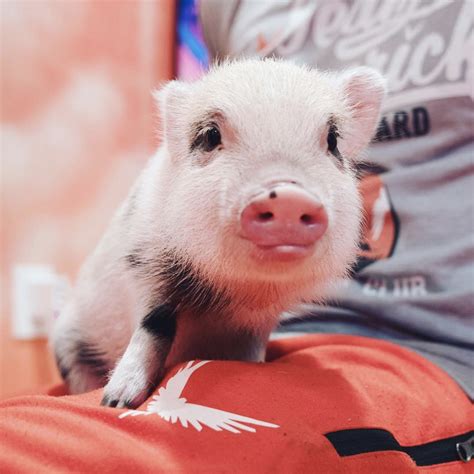 9 Important Things To Know Before Getting A Teacup Pig - Fumi Pets | 2025