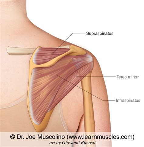 Supraspinatus Muscle Action, Origin, Insertion Location, 46% OFF