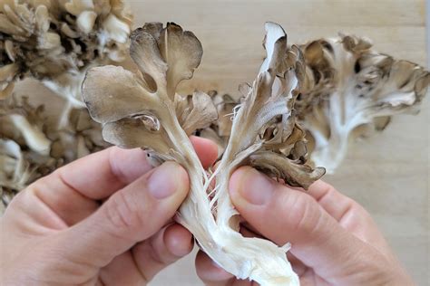 Maitake Mushrooms - Plant-Based Matters