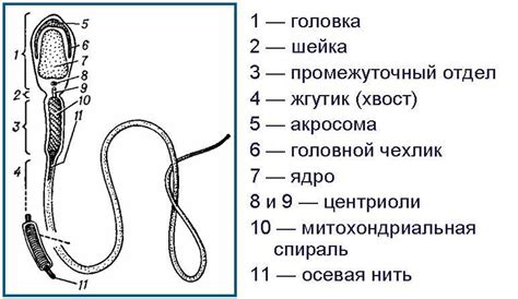 в якому середовищi може рухатися сперматозоїд? - Школьные Знания.com