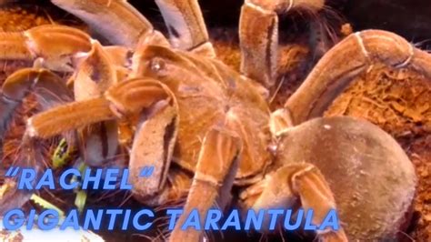 👹👹👹THE WORLD'S LARGEST TARANTULA👹👹👹THERAPHOSA👹👹👹MASSIVE AND GIGANTIC👹👹👹 ...