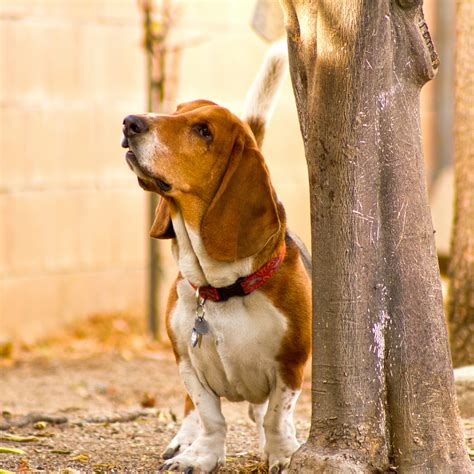16+ Undeniable Truths Only Basset Hound Pup Parents Understand | Pet Reader