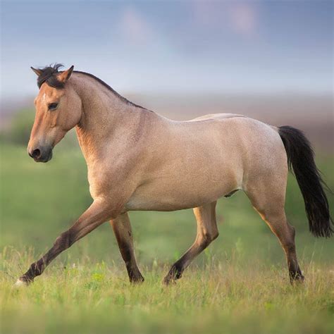 What Is A Line Back Dun Horse