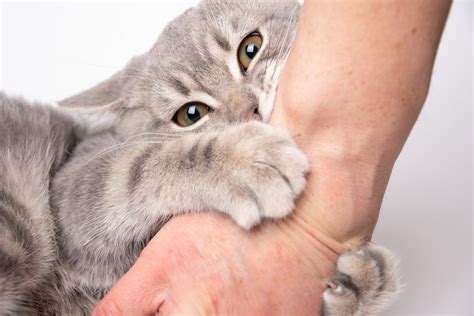 What Treats Can I Give My Kitten at Deandre Frierson blog