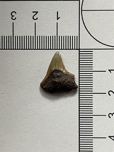 Shark tooth - Fossil ID - The Fossil Forum