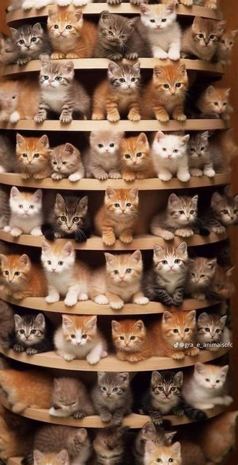 Pin by Tina Correia on gatinho bebe fofo | Cute baby animals, Cute cats ...