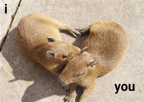 54 ideias de Capivaras fofas | capivaras, fotos de capivara, capivara