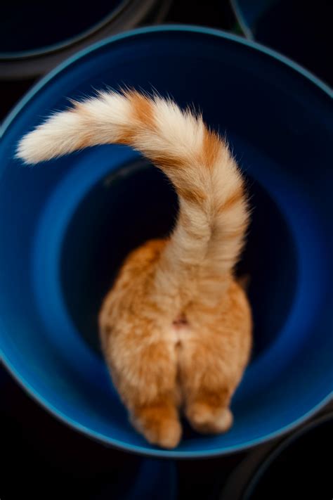 Why Do Cat's Tails Puff Up? ( 8 Surprising Reasons) - AnimalFate