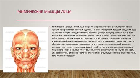Мимические мышцы лица - презентация онлайн