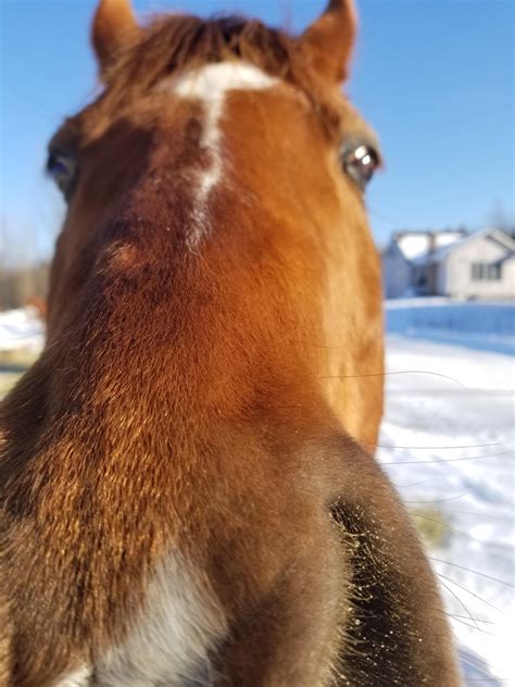 A very long snoot : r/Snoots