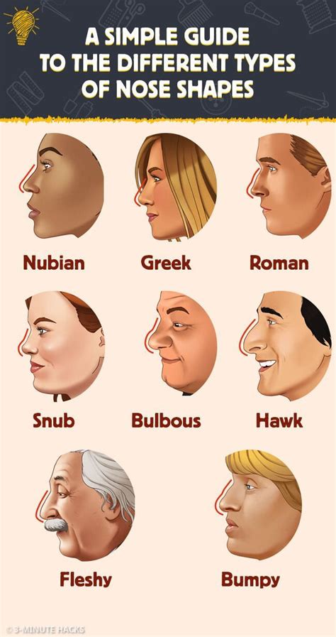 A Simple Guide to the Different Types of Nose Shapes | Different nose ...