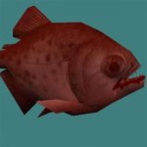 Красная пиранья - Fish and aquatic creatures - Biology - Various models ...
