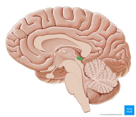 Pineal gland: Anatomy, histology and blood supply | Kenhub
