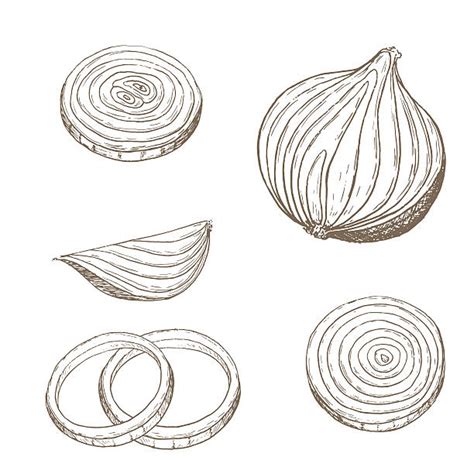 onion stock illustrations royalty  vector graphics clip