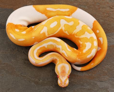 albino piebald ball pythons professional breeders