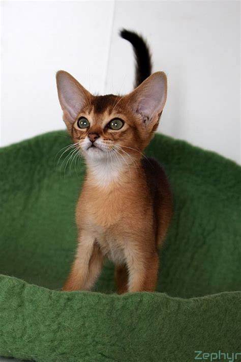 #aby #abysinian #abysiniancat #аби #абиссинская #абиссинскаякошка # ...