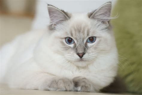 Galería de imágenes: Raza de gatos ragdoll