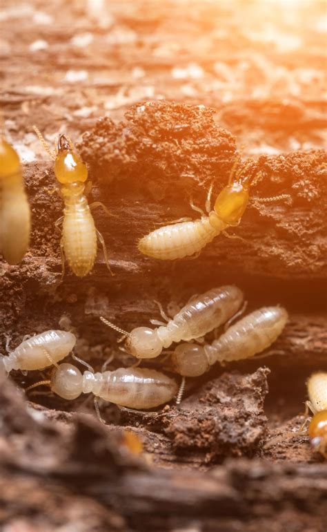 Termite Control | All N1 Pest Control Management LLC