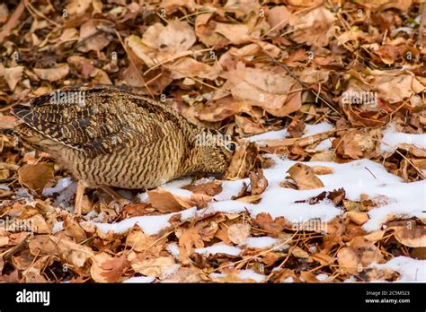 Camouflage bird woodcock. Brown dry leaves and white snow background ...