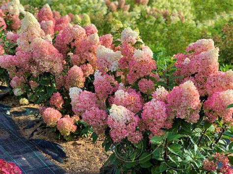 Гортензия метельчатая (Hydrangea paniculata `Sundae Fraise`) С 10 ...