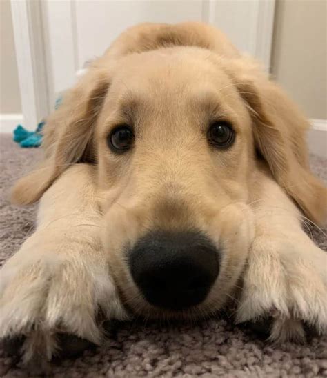 15 Adorable Pictures Of Golden Retrievers With Puppy Eyes ...