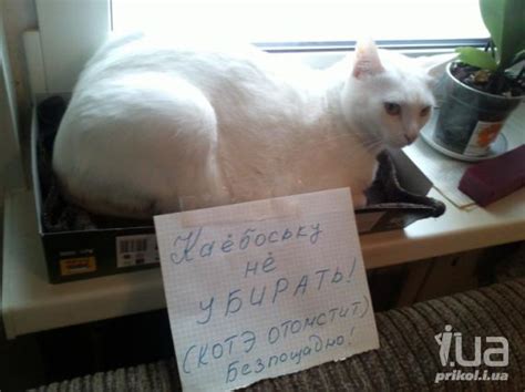Приколи - картинки, відео приколи, смішні історії та анекдоти