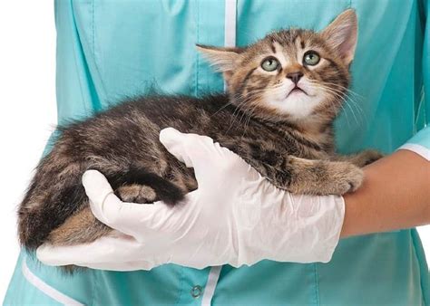У котенка гноятся глаза – чем лечить в домашних условиях
